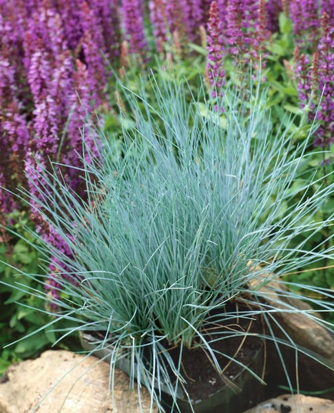 Festuca gigantea, Riesen-Schwingel, ca. 9x9 cm Topf