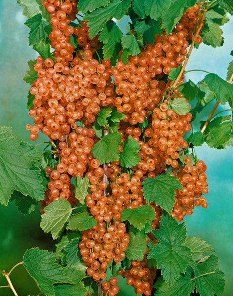 Ribes aureum, Gold-Johannisbeere, 60–100 cm