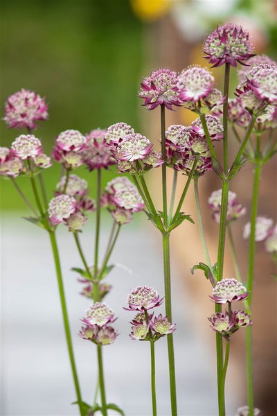 Astrantia major 'Abbey Road', Sterndolde, dunkelrot, ca. 11x11 cm Topf