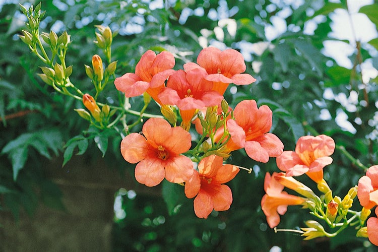 Campsis tagliabuana 'Madame Galen', Trompetenblume, orange, 40–60 cm