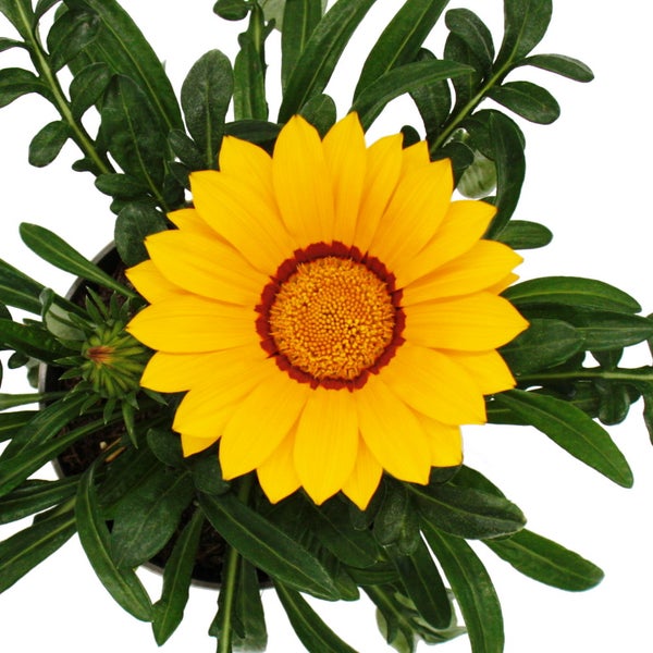 Mittagsgold - Gazania Big Kisses - 12cm Topf - Set mit 3 Pflanzen - gelb