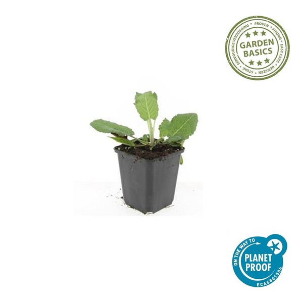 Kleine grüne Pflanze im schwarzen Kunststofftopf mit Garden Basics Logo für einfache Pflege und Planet Proof Siegel für Nachhaltigkeit.