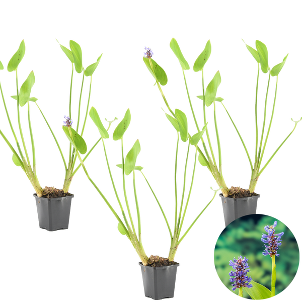 Herzlöffel-Hechtkraut Pontederia cordata im Pflanztopf mit lanzettlichen Blättern und violetten Blütenständen.