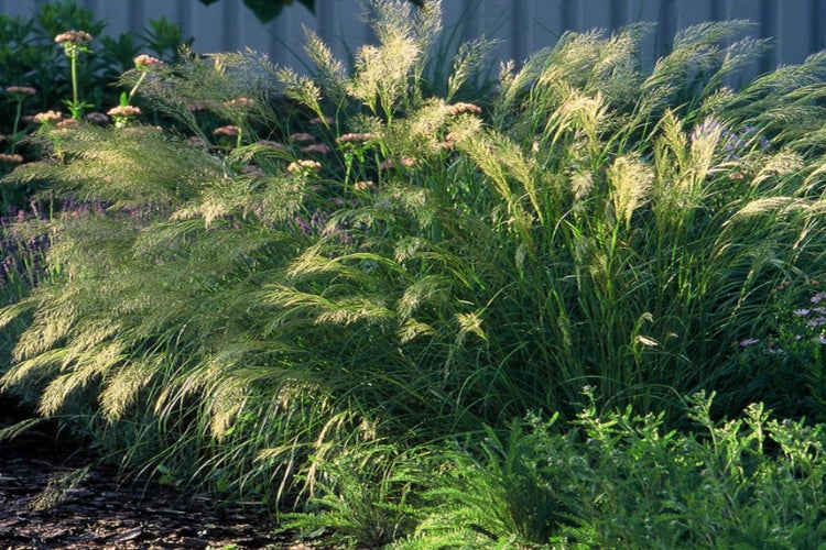 SAFLAX Garden to go - Kamelhaar-Gras / Silber-Ährengras - Stipa calamagrostis - 50 Samen - Mit Topf, Klima - Deckel und Anzuchtsubstrat