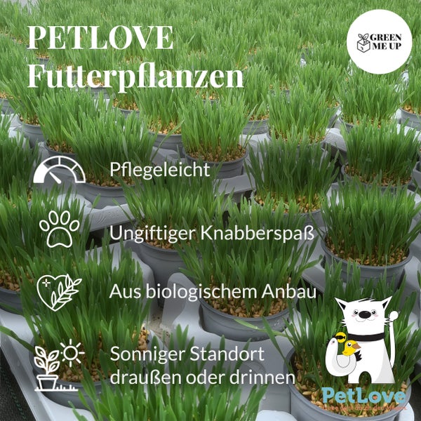6er Katzen Box Soft PetLove