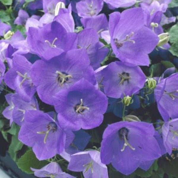 Nahaufnahme von Glockenblumenblüten