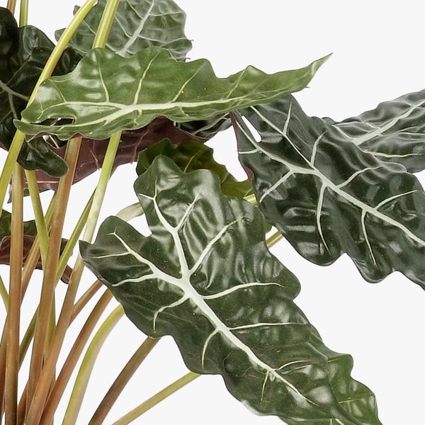 Alocasia Amazonica Polly Zimmerpflanze mit pfeilförmigen dunkelgrünen Blättern und markanten weißen Blattadern.