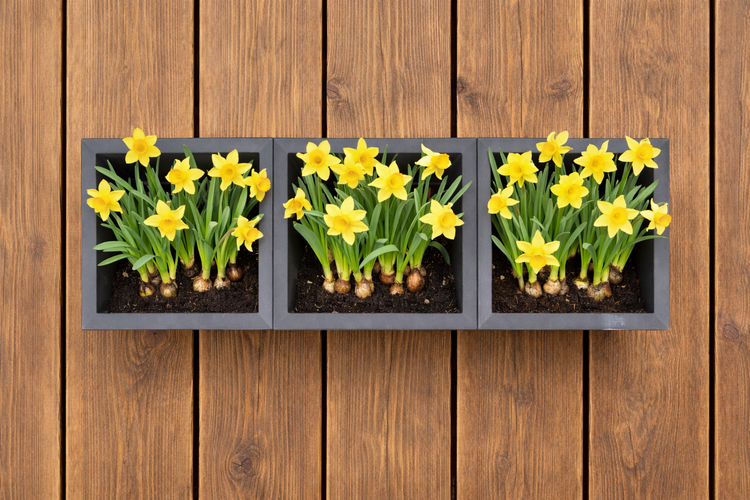 Drei quadratische Pflanzgefäße mit gelben Narzissen vor Holzwand