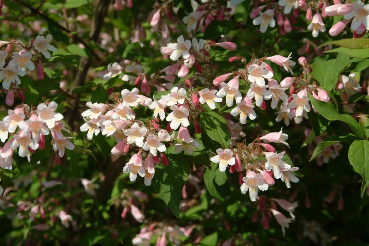 Kolkwitzia amabilis, Kolkwitzie, rosa Blüten, 40–60 cm