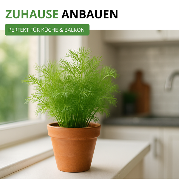 Grüne Kräuterpflanze in einem Terrakotta-Topf auf einer Fensterbank in der Küche, Text Zuhause anbauen, perfekt für Küche und Balkon.