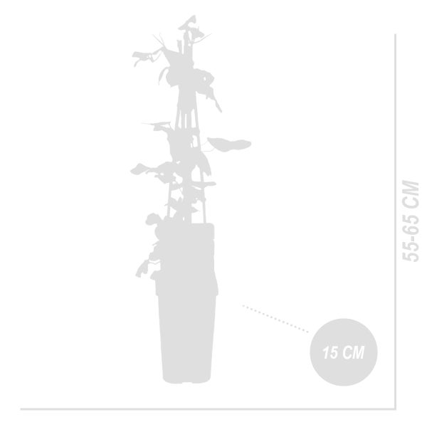 Bloomique – 2er-Set – Clematis Ville de Lyon – Waldrebe – Dunkelrosa – Kletterpflanzen – Gartenpflanzen – Winterhart – Topf 15 cm – 70–80 cm hoch