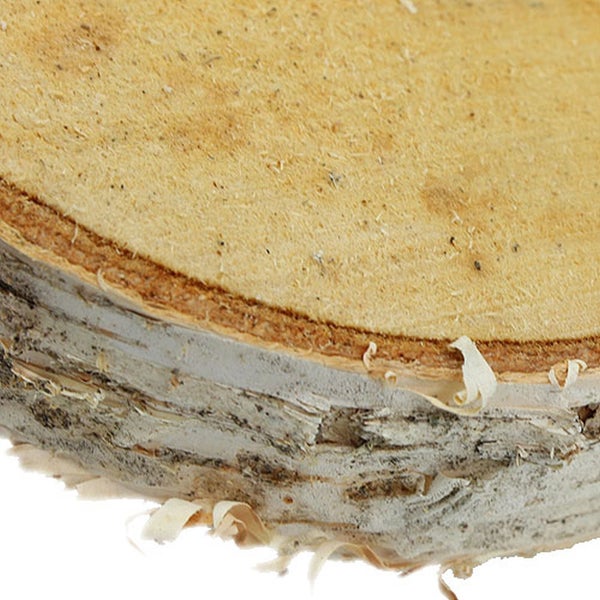 Nahaufnahme eines Baumstammes aus Birkenholz