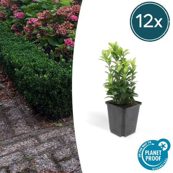 Bodendecker - Kriechspindel - Euonymus japonicus 'Green Spire' - 9cm Topf - Set mit 12 Pflanzen