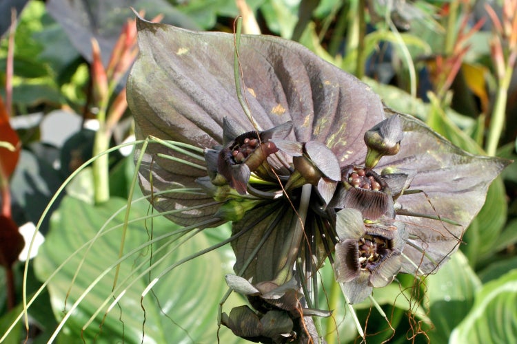 SAFLAX Garden to go - Fledermausblume - Tacca chantrieri - 10 Samen - Mit Topf, Klima - Deckel und Anzuchtsubstrat