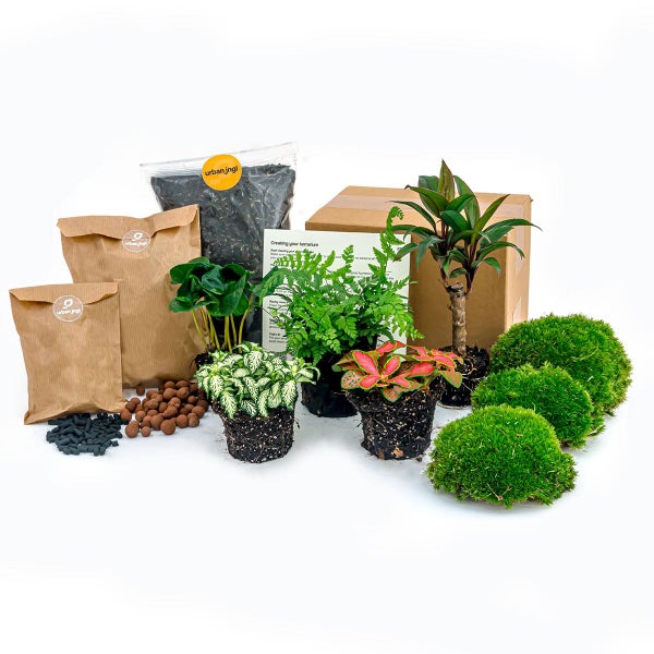 Green Bottle Set für Deinen Flaschengarten ohne Glas 5 Pflanzen Kaffee Farn Dracaena 2x Fittonia
