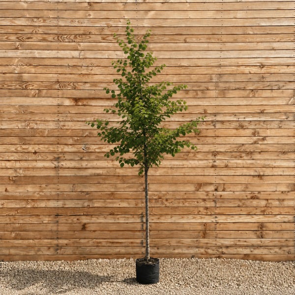 Junger Baum mit grünem Laub im Kunststoffcontainer vor einer hölzernen Sichtschutzwand aus horizontalen Profilbrettern.