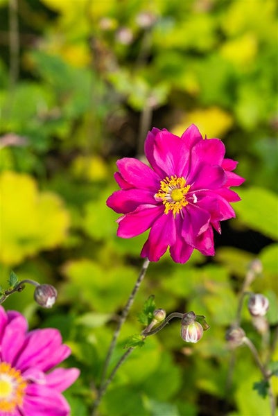 Anemone japonica 'Bressingham Glow', Herbstanemone, rosa, ca. 9x9 cm Topf