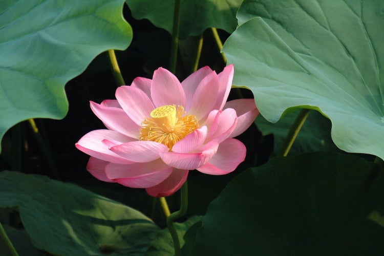 SAFLAX Geschenk Set - Indische Lotusblume - Nelumbo nucifera   - 8 Samen - Mit Geschenkbox, Versandaufkleber, Geschenkkarte und Anzuchtsubstrat