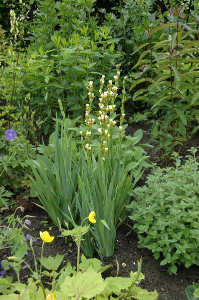 Asphodeline lutea, Gelbe Affodill, ca. 9x9 cm Topf