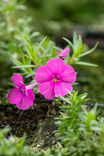 Phlox douglasii 'Red Admiral', Teppichphlox, rot, ca. 9x9 cm Topf