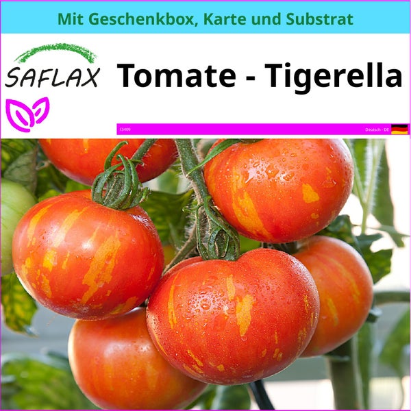 SAFLAX Geschenk Set - Tomate - Tigerella - Lycopersicon esculentum - 10 Samen - Mit Geschenkbox, Versandaufkleber, Geschenkkarte und Anzuchtsubstrat