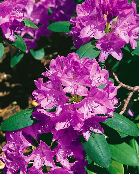 Nahaufnahme einer violetten Rhododendronblüte mit grünen Blättern