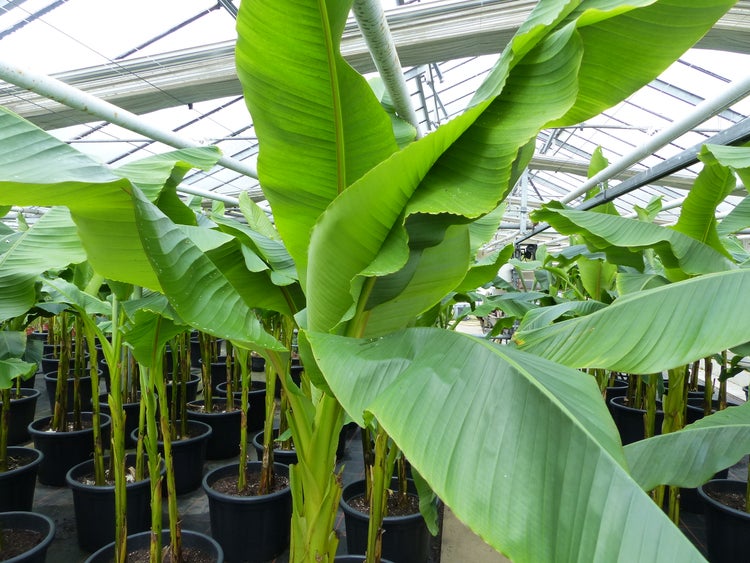 Bananenstaude als 3er Gruppe  Banane Musa Basjoo 220 cm winterhart Staude japanische Faserbanane