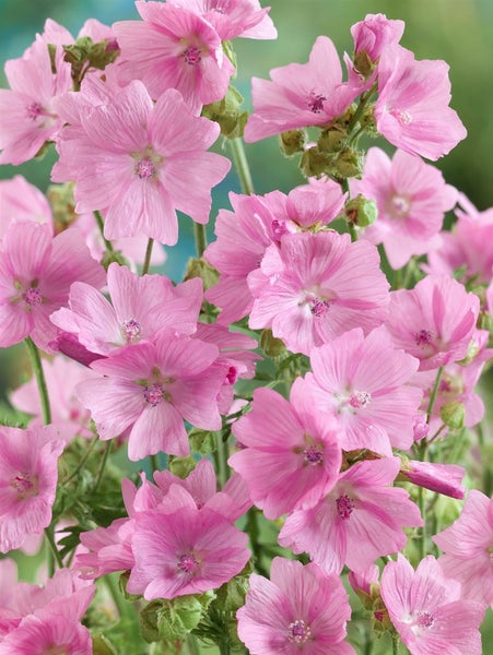 Malva moschata, Moschusmalve, rosa, ca. 9x9 cm Topf