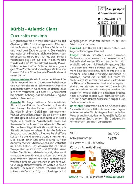 SAFLAX Anzucht Set - Kürbis - Atlantic Giant - Cucurbita maxima - 7 Samen - Mit Mini-Gewächshaus, Anzuchtsubstrat und 2 Töpfen