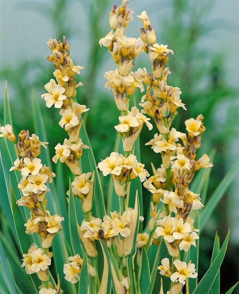 Sisyrinchium striatum, Gelbäugige Graslilie, ca. 9x9 cm Topf