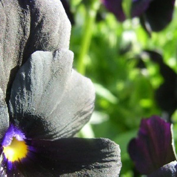 Nahaufnahme einer dunklen Stiefmütterchenblume im Garten.