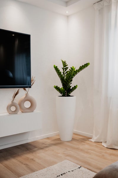 Zamioculcas in einem hohen, weißen Pflanzkübel in einem hellen, modern eingerichteten Wohnzimmer neben einem weißen Sideboard mit dekorativen Vasen.