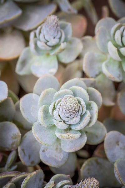 Nahaufnahme einer Dickblattpflanze