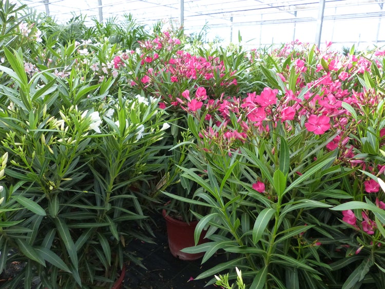 Blühende Oleanderpflanzen mit rosa und weißen Blüten in einem Gewächshaus.