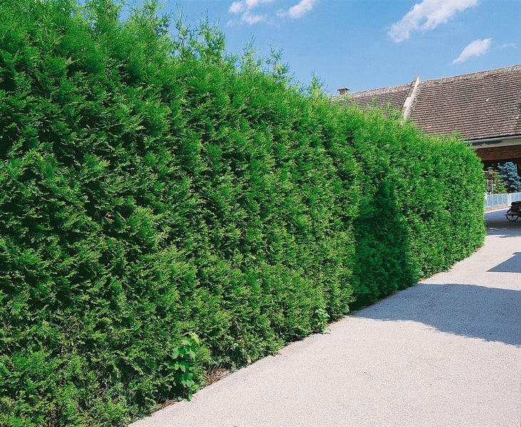 Thuja occidentalis 'Brabant', Lebensbaum, grün, 60–100 cm