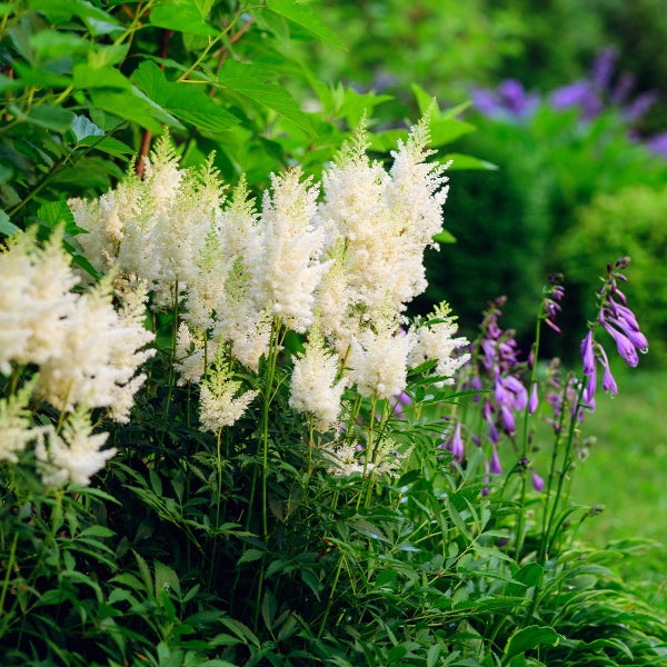 Weiße Astilbe im Garten mit grünen Blättern und violetten Blüten im Hintergrund.