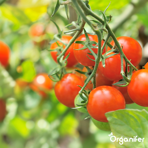 Strauch mit reifen Tomaten im Garten
