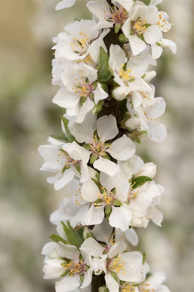 Prunus tomentosa, Nanking-Kirsche, 60–100 cm, winterhart