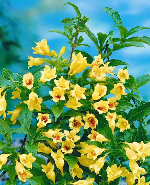 Weigela middendorffiana, gelb blühend, 60–100 cm