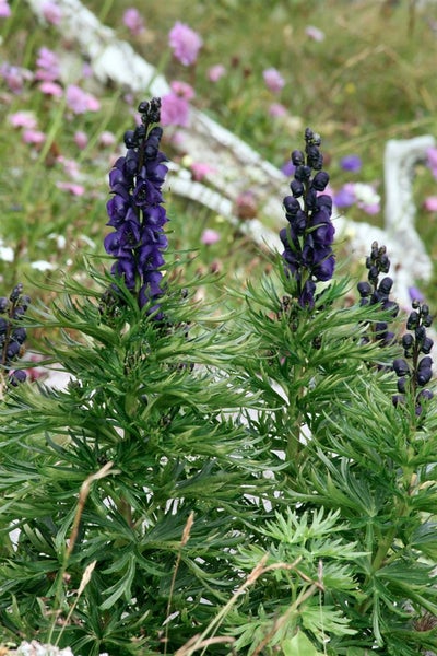 Aconitum napellus, Eisenhut, tiefblau, ca. 11x11 cm Topf