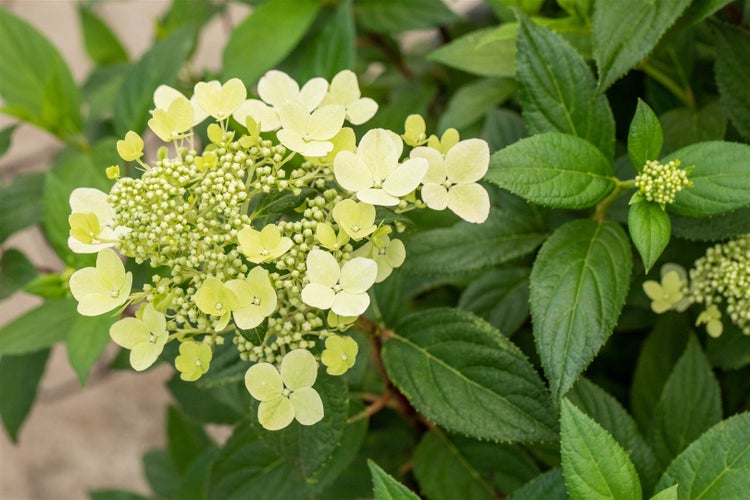 Hydrangea paniculata 'CONFETTI', Rispenhortensie, 40–60 cm, bunt