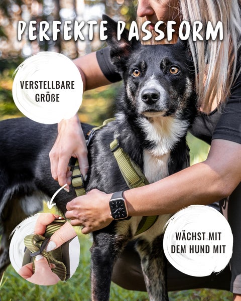 Hund mit verstellbarem Hundegeschirr