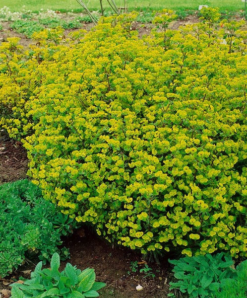 Gelbe Wolfsmilch Pflanze im Gartenbeet.