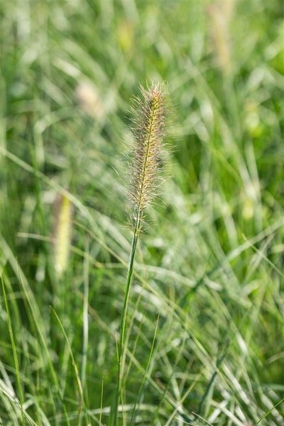 Pennisetum alopecuroides 'Little Bunny', Lampenputzergras, kompakt, 3-5 L Topf