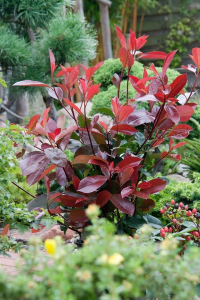 Photinia fraseri 'Red Robin', Glanzmispel, rot, 125–150 cm