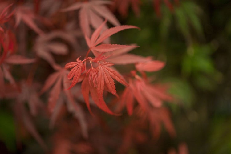 Acer palmatum 'Shaina', Japanischer Ahorn, kompakt, 80 cm Stammhöhe