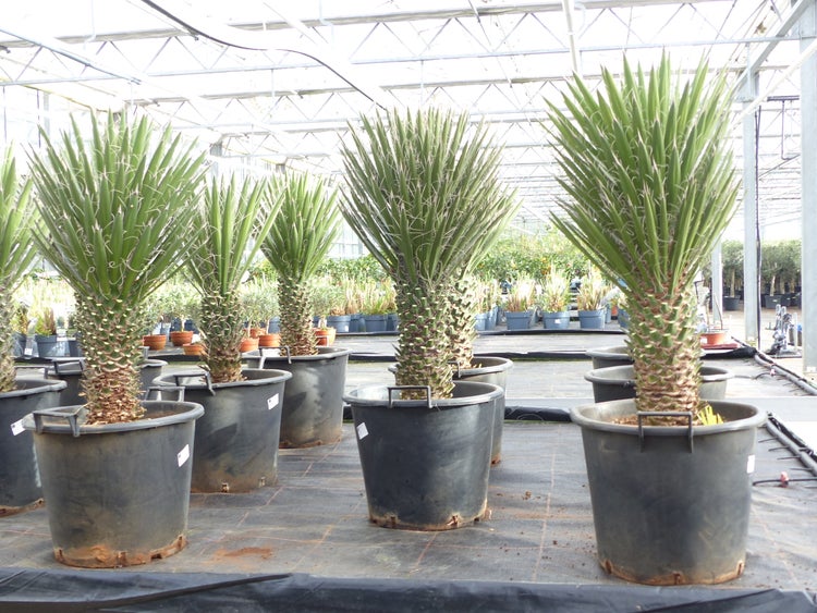 Yucca Palme Filifera, 90 cm, Stamm 20 - 30 cm Tambasi Yucca, winterhart -13 Grad