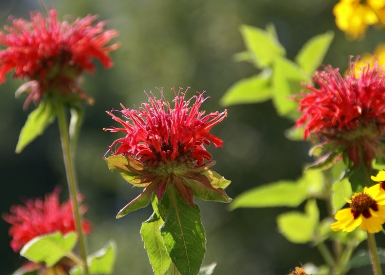 SAFLAX Garden to go - Goldmelisse - Monarda didyma - 20 Samen - Mit Topf, Klima - Deckel und Anzuchtsubstrat