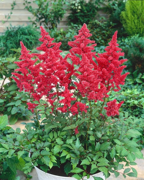 Astilbe japonica 'Bremen', Prachtspiere, rosa Blüten, ca. 9x9 cm Topf
