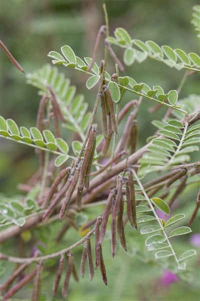 Indigofera heterantha, Indigostrauch, rosa Blüten, 30–40 cm